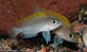 Neolamprologus_caudopunctatus_1.jpg (29kb)