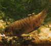 micosi2.jpg (23891 byte)