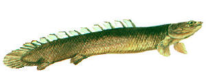 Polypterus.jpg (18668 byte)