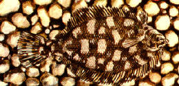sogliola_1.jpg (55047 byte)