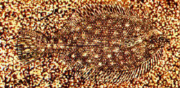 sogliola_2.jpg (84661 byte)