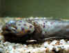 Odiniu_1.JPG (28770 byte)