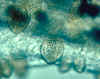 Oodinium5.jpg (100971 byte)