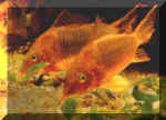 alimentaz_012.jpg (11347 byte)