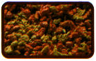 alimentaz_021.jpg (6756 byte)