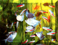 alimentaz_028.jpg (16469 byte)