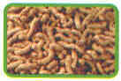 alimentaz_032.jpg (20955 byte)