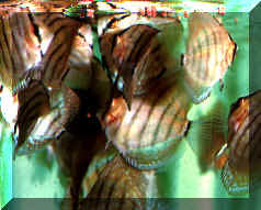 alimentaz_036.jpg (17223 byte)
