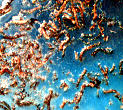 alimentaz_037.jpg (10831 byte)