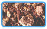 alimentaz_047.jpg (12977 byte)