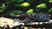 ancistrus.jpg (12396 byte)