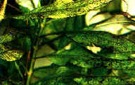 filtraggio_030.jpg (12402 byte)
