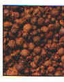 filtraggio_045.jpg (18509 byte)