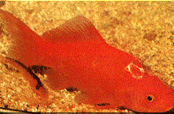 img69.gif (28395 byte)
