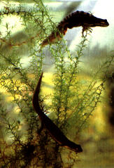 lagh_cost_047.jpg (14934 byte)