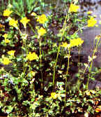 lagh_cost_050.jpg (22072 byte)