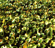 lagh_cost_051.jpg (22813 byte)