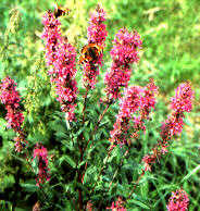 lagh_cost_057.jpg (15132 byte)