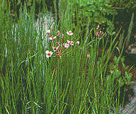 lagh_cost_058.jpg (11788 byte)