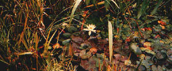 lagh_cura_001.jpg (38293 byte)