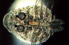 lagh_cura_024.jpg (10380 byte)