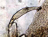 lagh_cura_027.jpg (13198 byte)