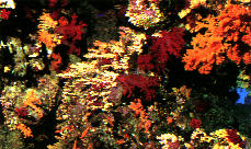 marino_21.jpg (21081 byte)