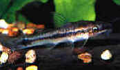otocinclus.jpg (9126 byte)