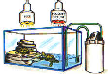 rettili010.jpg (23336 byte)