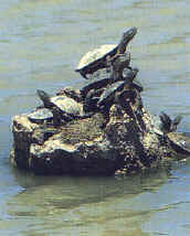 rettili011.jpg (22072 byte)