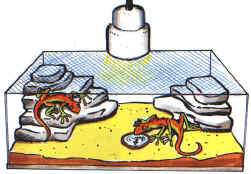 rettili016.jpg (54560 byte)