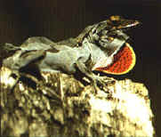 rettili020.jpg (15182 byte)