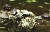 rettili026.jpg (16329 byte)