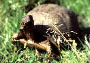 rettili055.jpg (16285 byte)