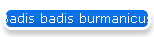 Badis badis burmanicus